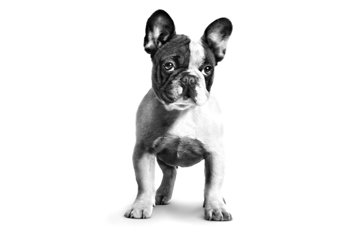 Royal Canin Breed dog French Bulldog Puppy / Сухой корм Роял Канин для  Щенков породы Французский Бульдог в возрасте до 1 года 10 кг купить в  Москве по низкой цене 7 381₽ | интернет-магазин ZooMag.ru